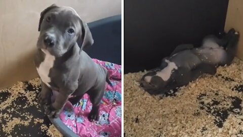 Lone puppy sleeps while rest of litter plays