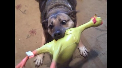 Dog on Drugs Goes Wild & Funny with Balloons & Rubber Chicken