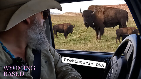 Prehistoric DNA and bison bulls. Bison run through a storm, not away from it.