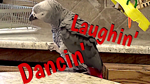 Parrot dances better than most people do!