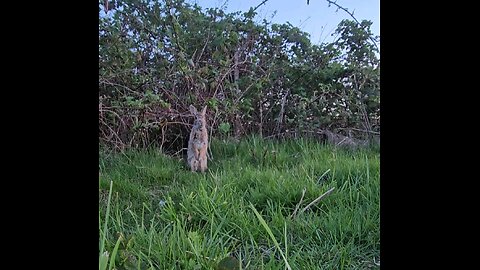 Fuzz Bunny