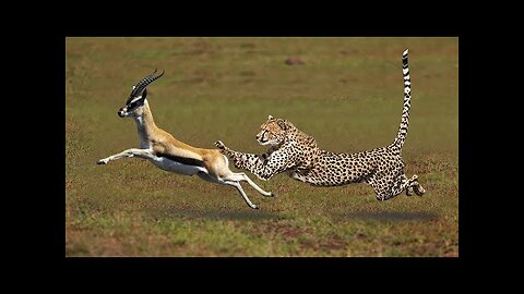 Most Amazing Big Cats Hunting Attack Compilation Cheetah Lions Jaguar Leopard part 1