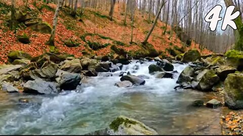 Autumn Forest - River Sounds - Relaxing Nature Video - White Water - HD - 1080p - 8 Hours