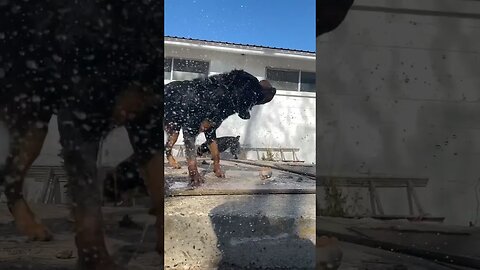 Rottweiler Vs. Ice Bath