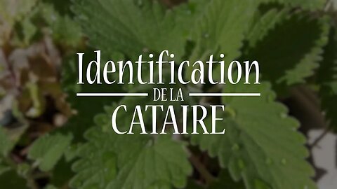 Cataire son identification🍃😀 : #plantesmedicinales #herboristerie