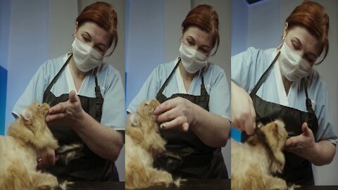 Women Cutting & Grooming a Cat