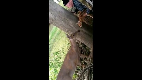 Baby deer stuck in fence, Saved reunited with Mother