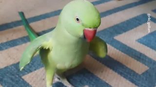 Talking parrot plays cute game with owner