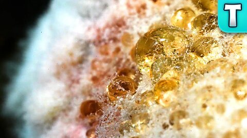 Micro Universe: Mold in Macro