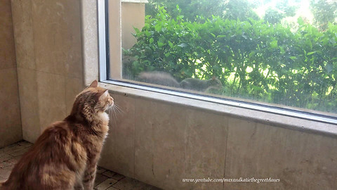 Bold Squirrel Teases Frustrated Cat