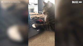 Impossible de télétravailler avec ce chat ultra câlin