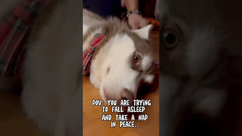 Husky can’t catch a break