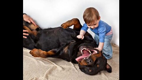 Rottweiler playing with surprising and funny child