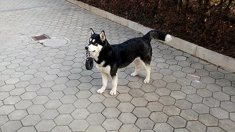 Alaskan Malamute does her morning neck exercise