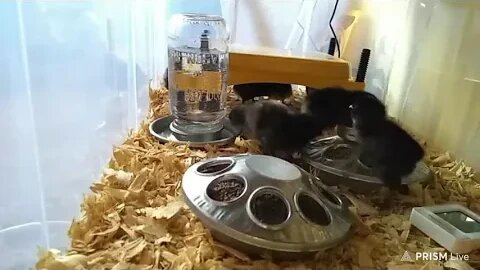 One Day Old Chicks with Music by The Devil Makes Three