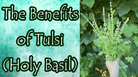 Benefits of Holy Basil (Tulsi)