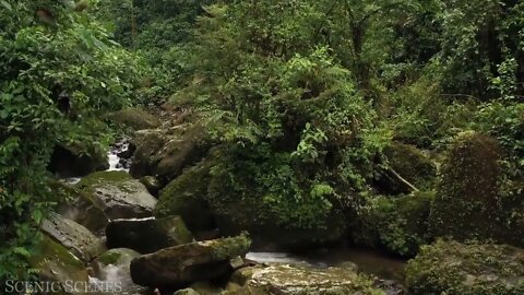 The world's largest tropical rainforest 16