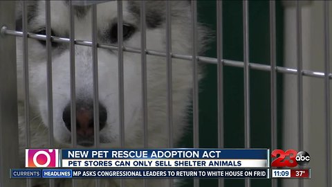 A new law bringing hope to animal shelters in Kern County