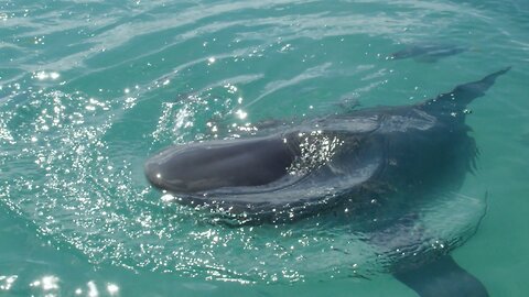 Attacked While Swimming With Dolphins