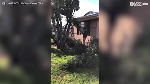 Un bûcheron amateur fait tomber une branche d'arbre sur une maison