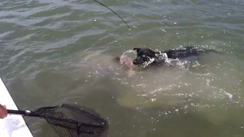 Dog Tries A Catch A Fish During A Fishing Trip