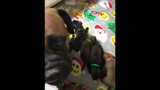 Christmas puppies ! LonelyCreek #bullmastiff #bullmastiffpuppy #puppy #puppytraining #lonelycreek