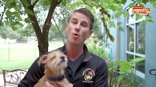 Pet Patrol Pasco Animal Services | Morning Blend