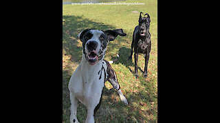 Great Danes Celebrate Leap Year With Leaps That Will Make You Laugh