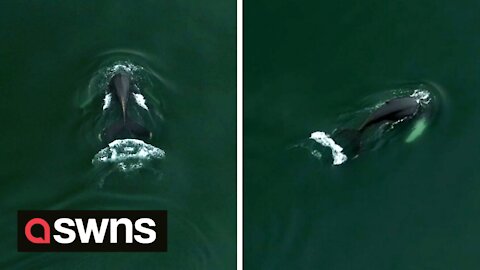 Breathtaking drone footage shows a humpback whale coming up for air in Scotland