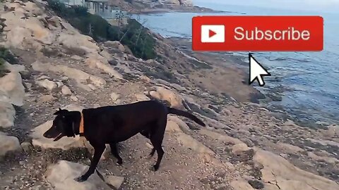 Torrevieja Sunday Night Dog Walk 🐕 Featuring Seaview and Sunset 🌇