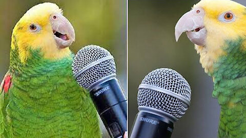 Smart Parrot Talking - Funny Parrot Video 2022