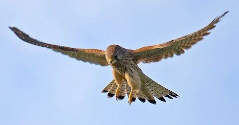 Incredible head stabilization by Falcon and stationary hovering.