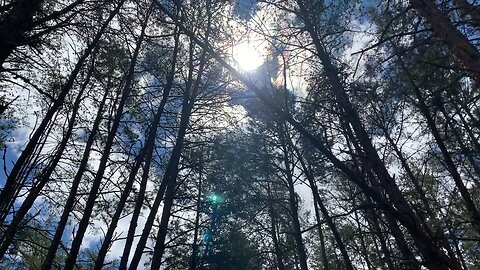 The Sound of Trees in the Wind