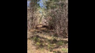 The trail through the forest to the eagles nest