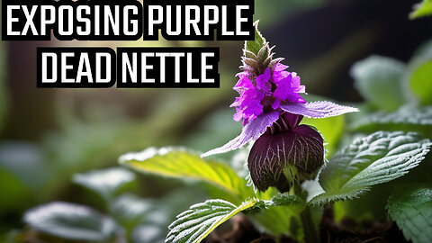 Purple Dead Nettle Exposed: Must Watch!