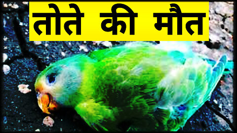 तोते की मौत🦜 Hindi Kahaniyan । Hindi Story Kahani । Text Kahani Hindi । Story Hindi ।