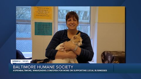 Wonder and Inky the cats are up for adoption at the Baltimore Humane Society