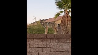 Coyotes seen roaming neighborhoods