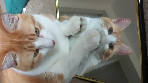 Cat is fascinated by reflection in mirror