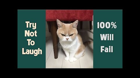 Angry - Funny Dogs and Cats of TikTok - Compilation #3 _ Try not to laugh impossible . (1)