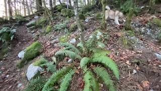 husky enjoying freedom relaxing forest Cascade Falls Regional Park British Columbia Canada