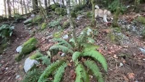 husky enjoying freedom relaxing forest Cascade Falls Regional Park British Columbia Canada