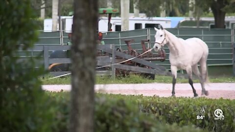 Wellington horse competitions return with coronavirus rules