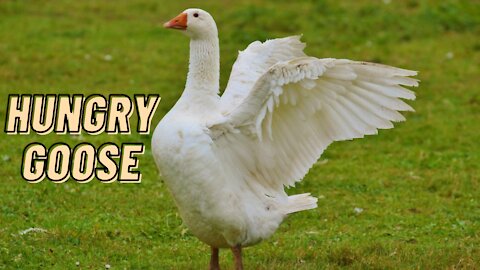 Hungry Goose Cute Video By Kingdom Of Awais