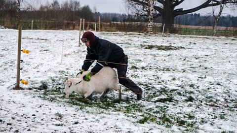 Goats Escaping Electric Enclosure?! What is the solution?!