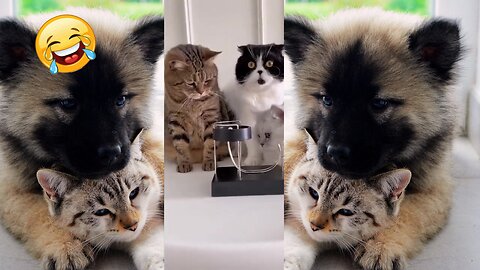 😂animais engraçados😺🐶divirta-se com esses animais engraçados🥰😹