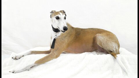 The Italian Greyhound