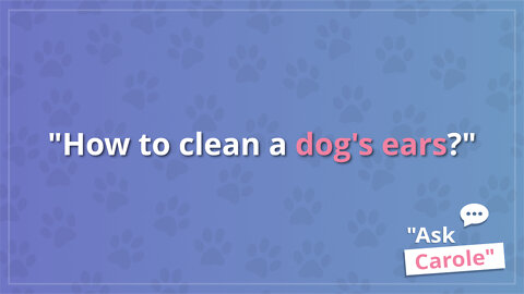 How to clean a dog's ears?