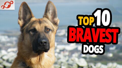 The Worlds Bravest dog breeds