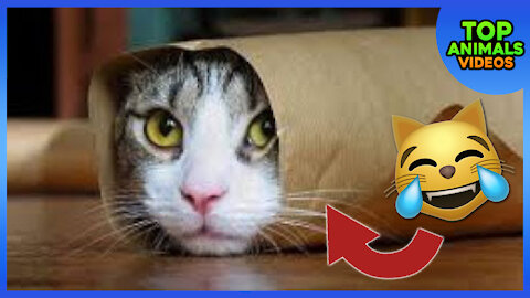 🔴 FUNNY CATS WILL MAKE YOU LAUGH FOR HOURS | FUNNY CATS COMPILATION #2 🐱😂